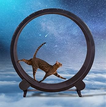 キャットホイール 大型猫用ランニングホイール 運動不足解消 ストレス緩和 猫運動 Amazon.co.jp: PAWZ Road キャットホイール 猫 大型 静音